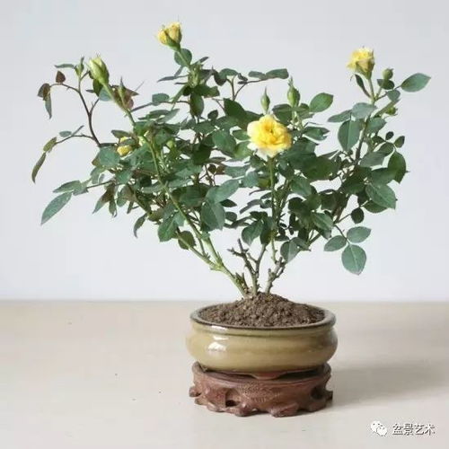 三、 扦插生根后的养护管理