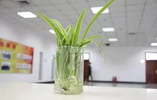 废弃瓶子变花盆， 美化家园新招式