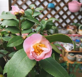 茶花有花苞了如何科学养护才能让它绽放得更加美丽