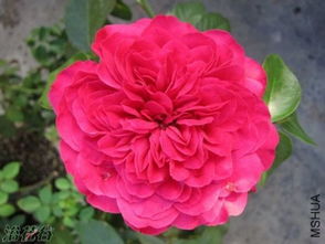 月季，那浪漫的象征