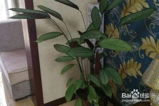 竹芋剪枝，真的嫩再生吗？