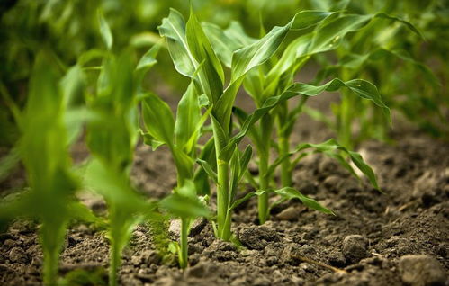 乙烯利的作用解析