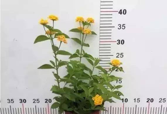 一月份植物生长揭秘