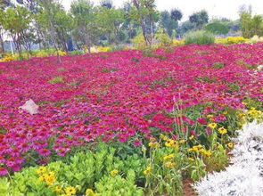 那些宿根花卉需要定期摘心那个？