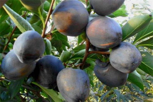 种子选择与处理：五眼果种子的处理方法