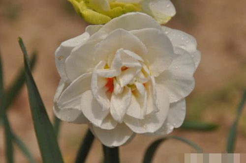 优点缺点， 了解一下