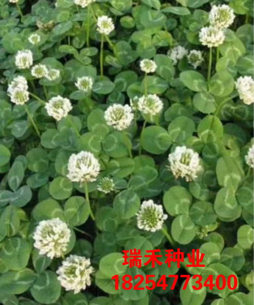 格桑花种子如何种植？掌握这些步骤
