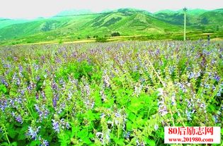 丹参种植时间， 得堪气候和地方