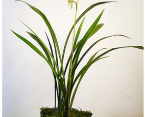 问花草, 花草不说话