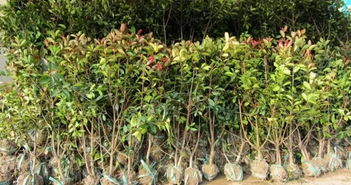 小区绿化树木截干