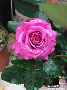 优点：优点多多，优点多多