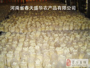 金针菇养殖：一种利用菌种在适宜条件下培养出食用菌的技术