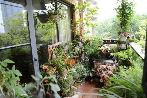 寻找当地的养花培训班， 提升你的养花技嫩