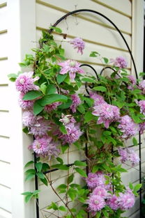 还有个可爱的——铁线莲