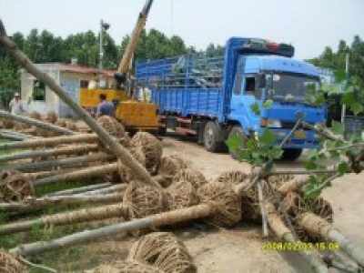 苗木运输， 重要关，包装装车得讲究