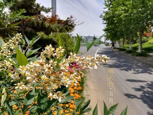 落叶现象，地区差异