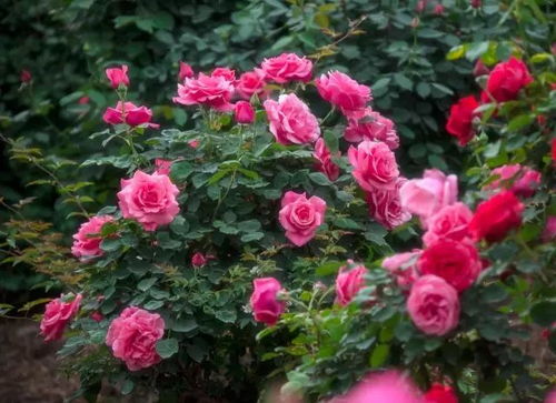 南阳月季：一段悠久的历史