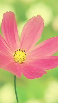 视觉效果， 展现花束的侧面轮廓和立体感