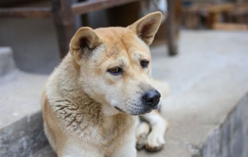 土狗价格不一，寿命约10