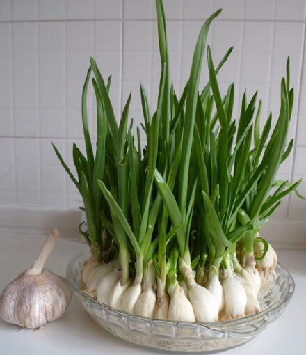 家里剩下的菜茎别丢， 盆里插一插，美味又省钱