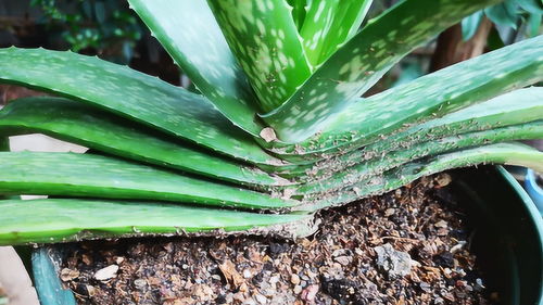 沙土的“小秘密”