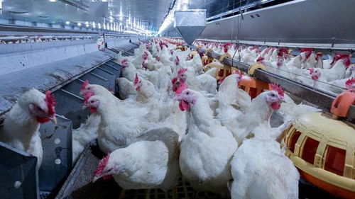 铁岭肉食鸡加工厂在辽宁十大肉鸡企业中排名如何？