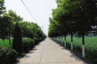 抗风抗灾， 根系发达