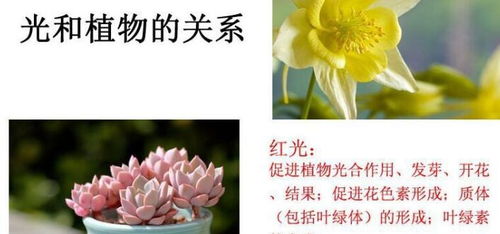 植物补光用LED灯最好？老花匠教你这样选