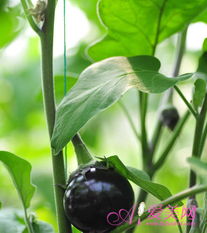 治疗作用的显著与否