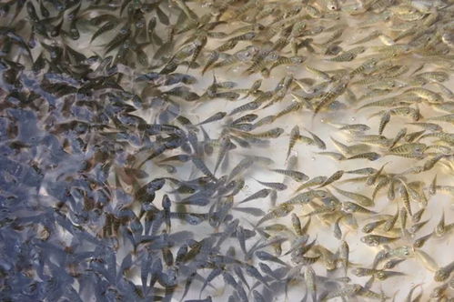 罗非鱼池塘养殖需遵循九要点，确保高效、健康养殖