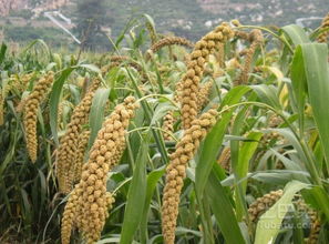 谷子咯菌腈拌种浓度那些事儿