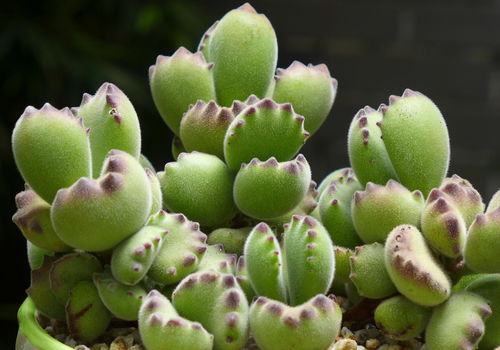 打造多肉王国，熊童子养殖秘籍，轻松养出多肉王！