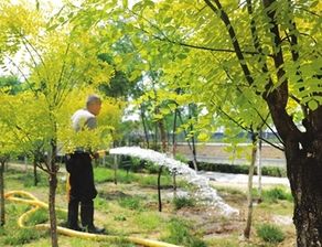 2. 小区绿化种植土的要求