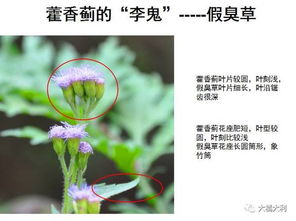 防治方法多多，关键是要用对药