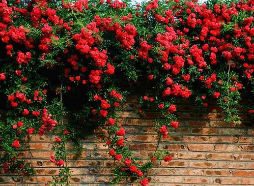 红木香：月季中的瑰宝