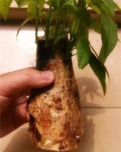 如何防虫