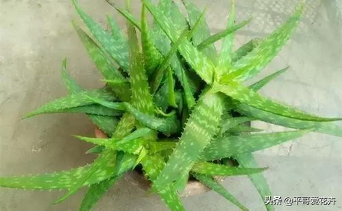 叶片太小？试试将叶片一分为二