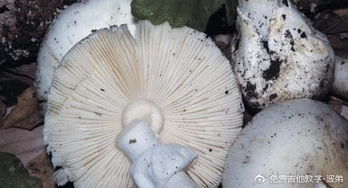 这图片中棕色石头旁的大蘑菇，是不是致命白毒伞？