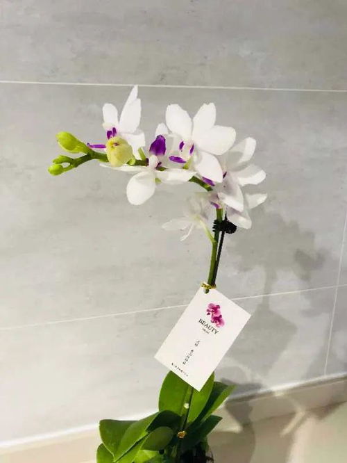 蝴蝶兰送盆更心意，花卉送礼禁忌知多少？
