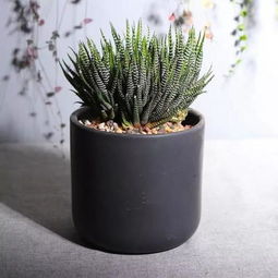 花卉界的颜值担当，简单养护攻略大放送！