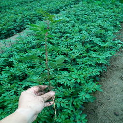 三、 中耕除草和叶面喷肥