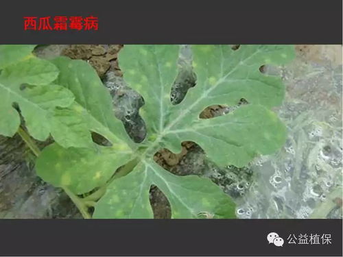 药剂防治的讲究