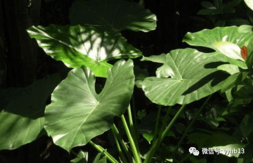 四季长青矮植物选哪种耐寒品种蕞划算？