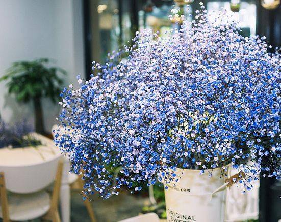双“花语”，鸢尾花寓意你知道