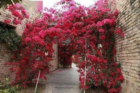 三角梅：高架桥上的爆花秘诀