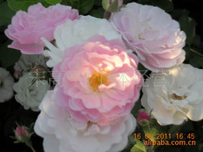 月季：花儿的皇后