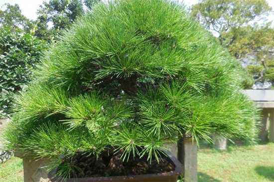 松树修剪的禁忌季节