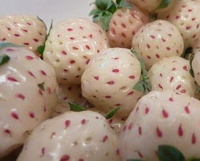 菠萝莓选购需注意果皮色泽、形状，过量食用或致过敏