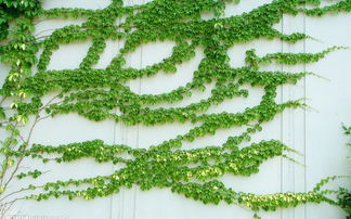 生存策略：适应环境，繁衍后代