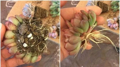 火炬多肉， 美丽又神奇的植物